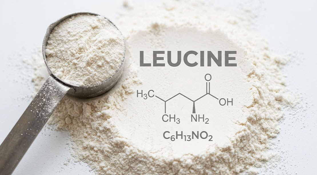 Novo estudo revela como a leucina aumenta a energia, o crescimento muscular e o metabolismo